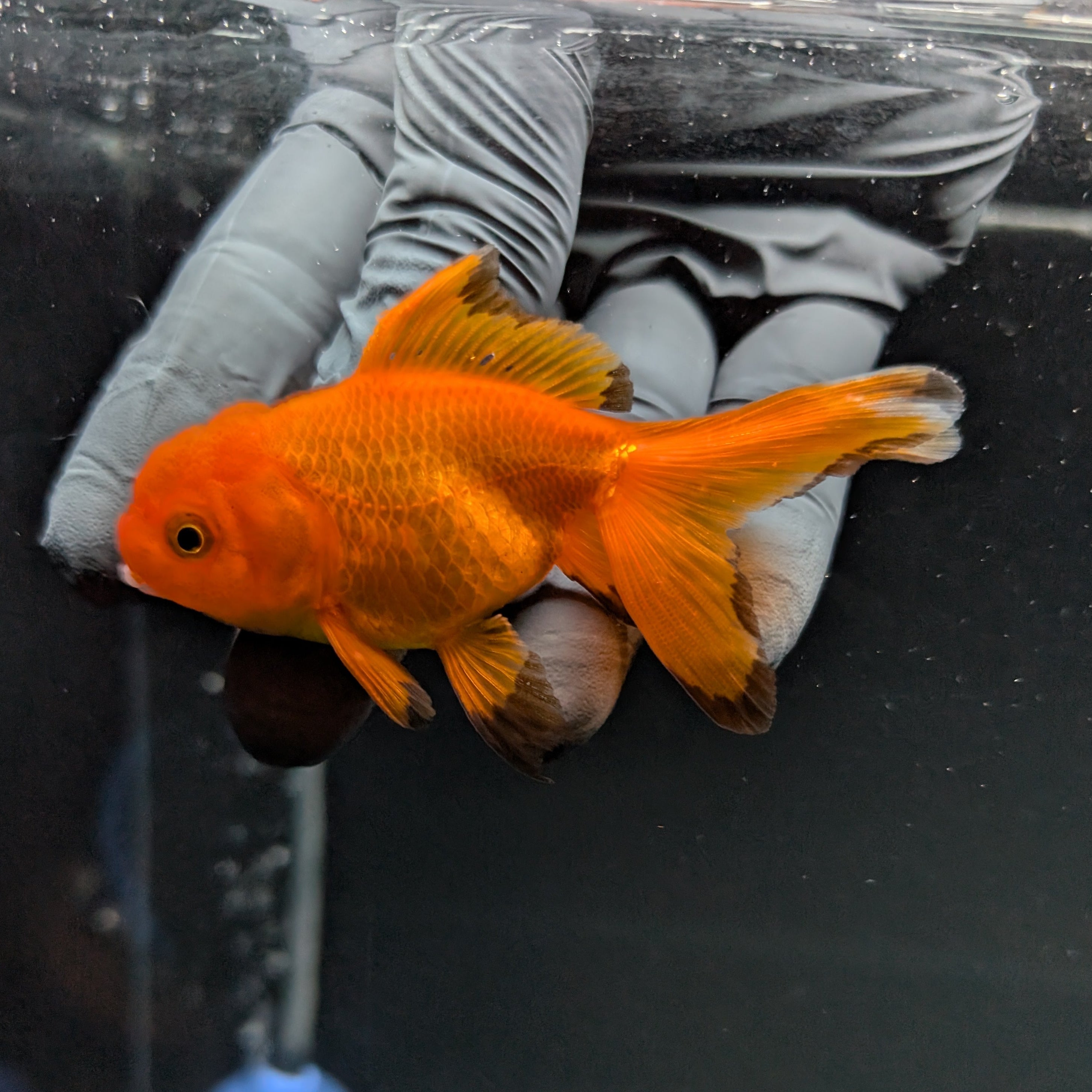 Juvenile Oranda Red Black 3"-3.5"in.  ID#515T2A-005