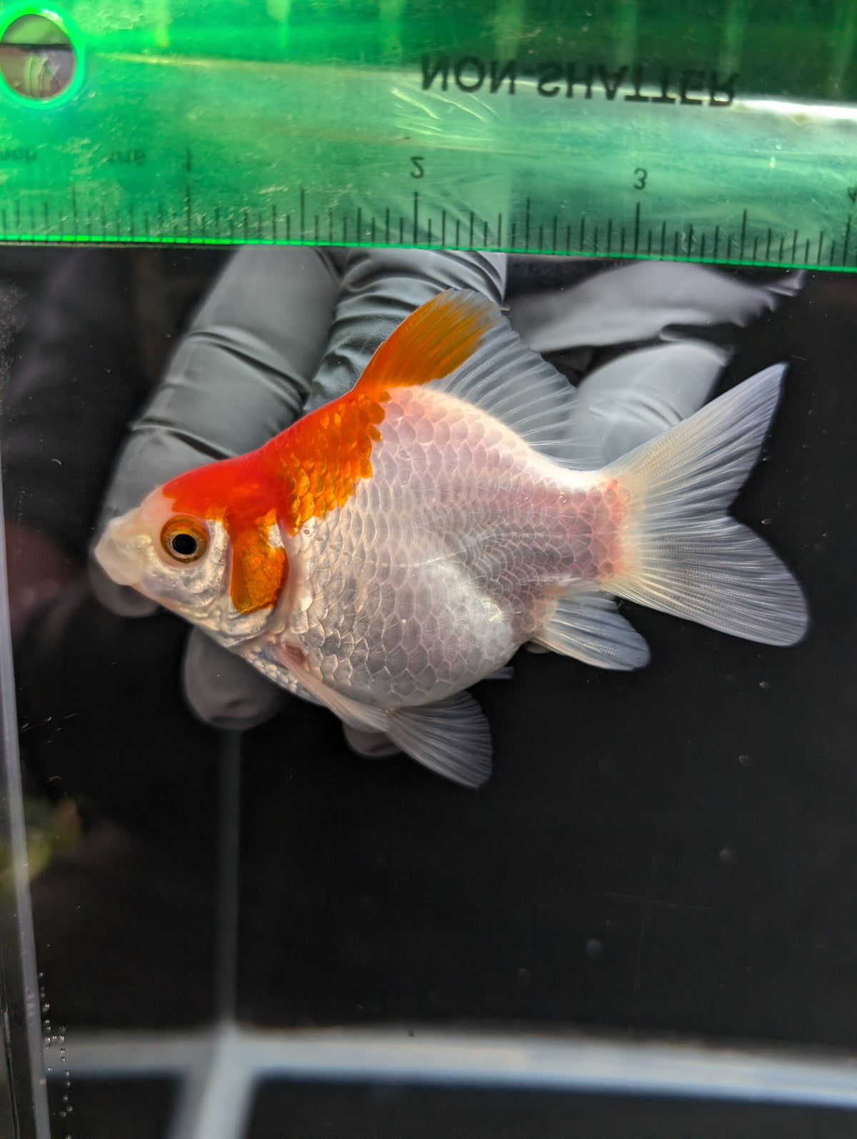 Tamasaba Red White 3.5"in. ID#1023TM1B-032