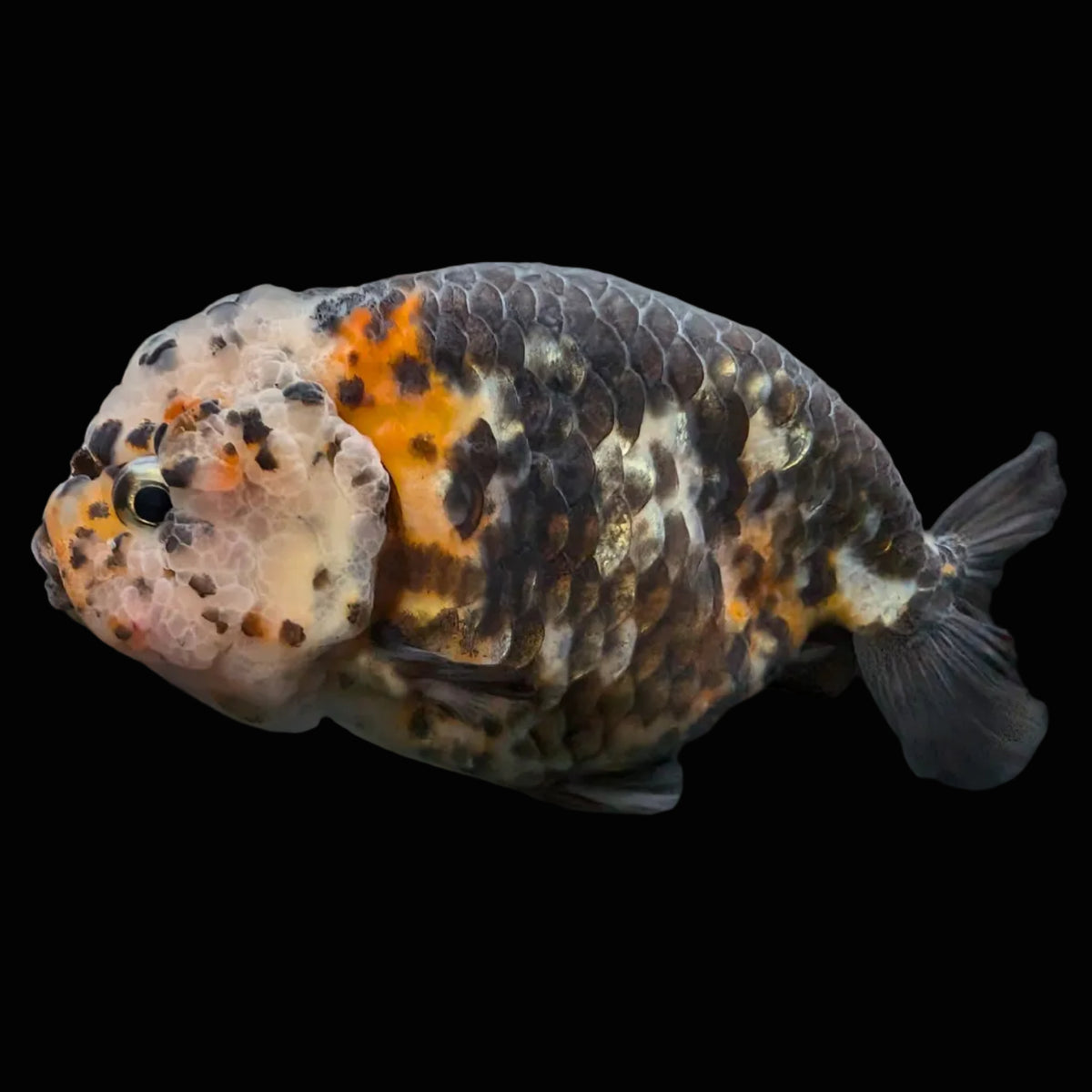 Jumbo Ranchu Heavy Ink Calico 4"-4.5" in. ID#918R8A-071