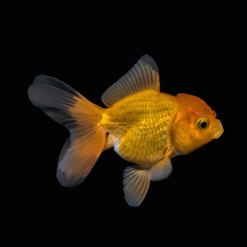 Thai Juvenile Oranda Red Black 3"-3.5" in.  ID#724T1A-023