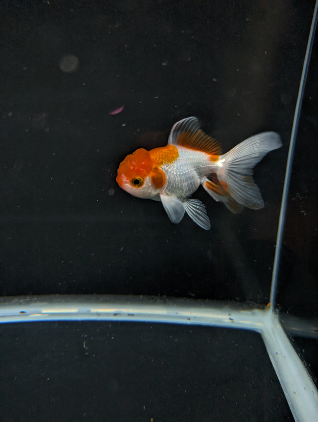 Juvenile Oranda  Red White 3"-3.5"in.  ID#619T1A-008