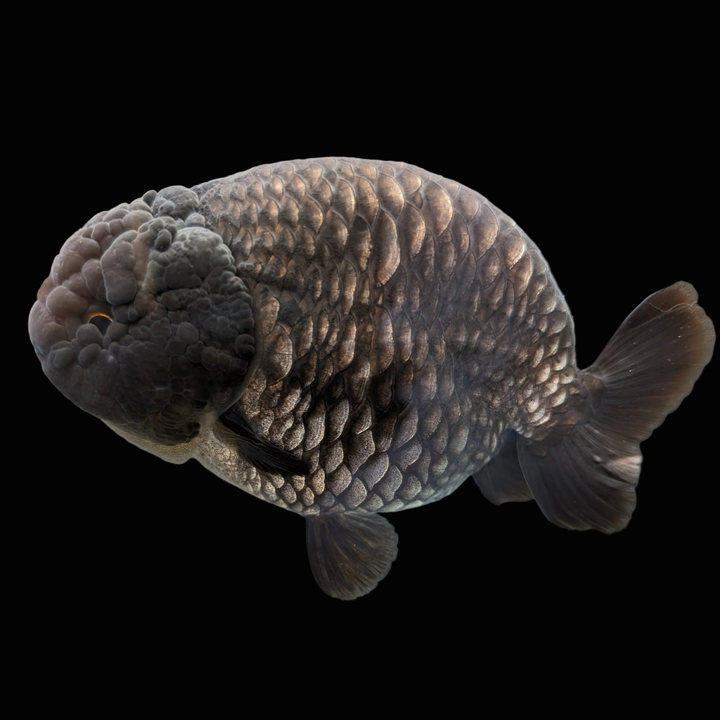 Jumbo Ranchu Dragon Scale Blue / Black 4.5"-5" in. ID#1009R8A-055