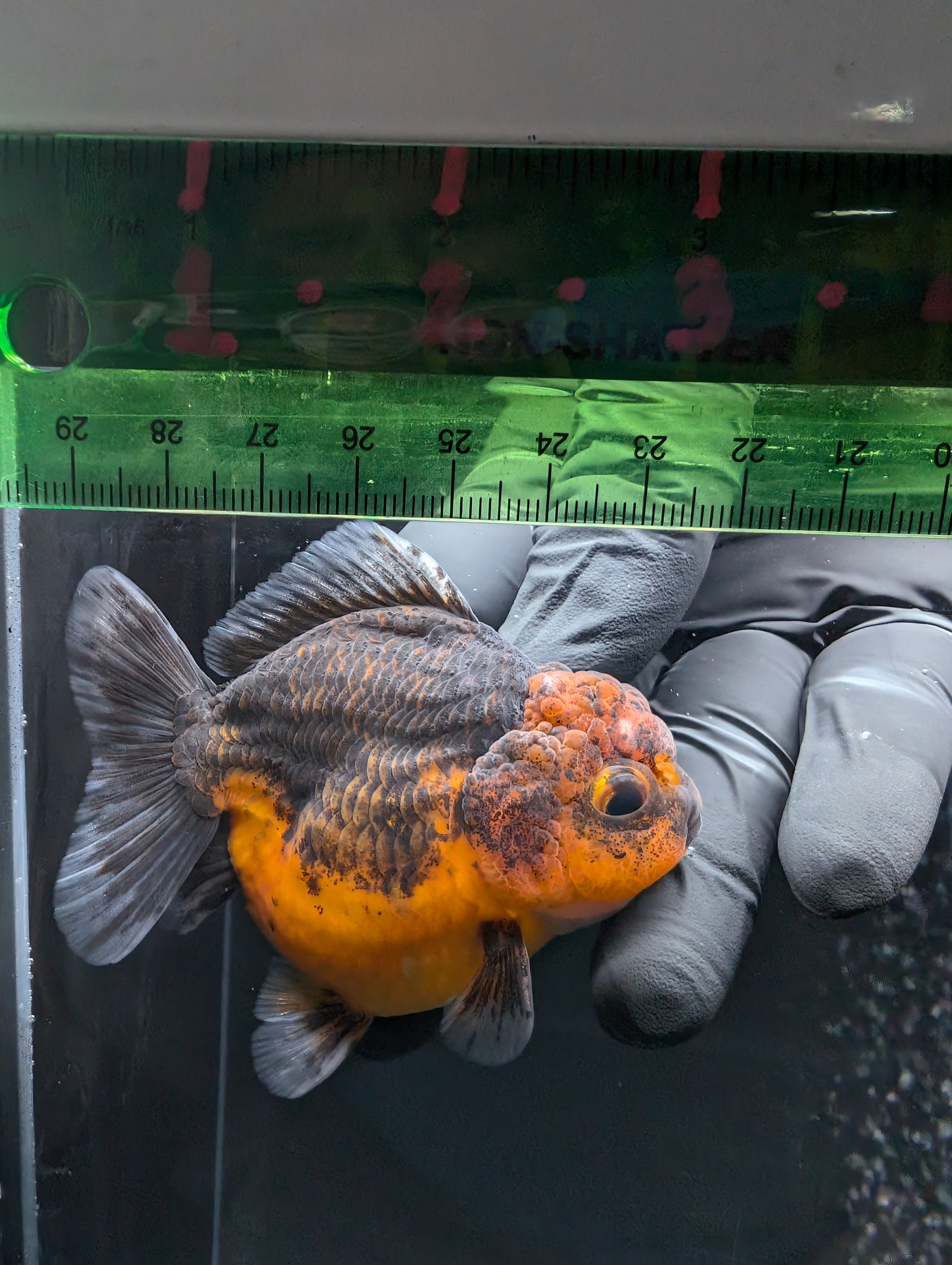 Thai Oranda Shogun Calico 3.5"-4" in. ID#626SG7A-002