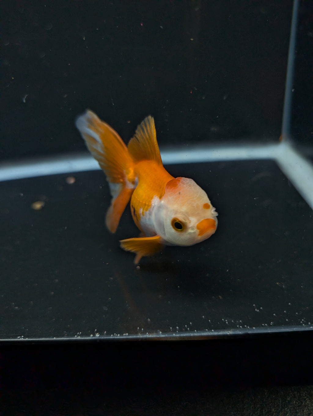 Juvenile Oranda  Red White 3"-3.5"in.  ID#619T1A-016