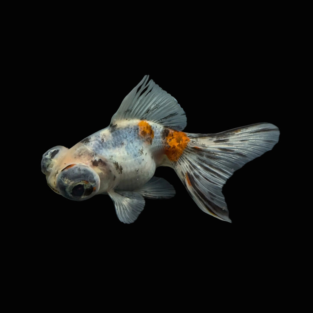 Telescope Butterfly Calico 3.5"-4" in. ID#508B4A-006