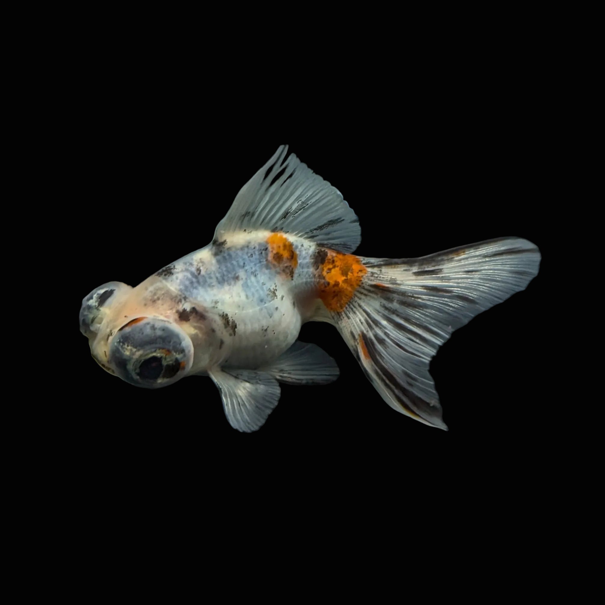 Telescope Butterfly Calico 3.5"-4" in. ID#508B4A-006