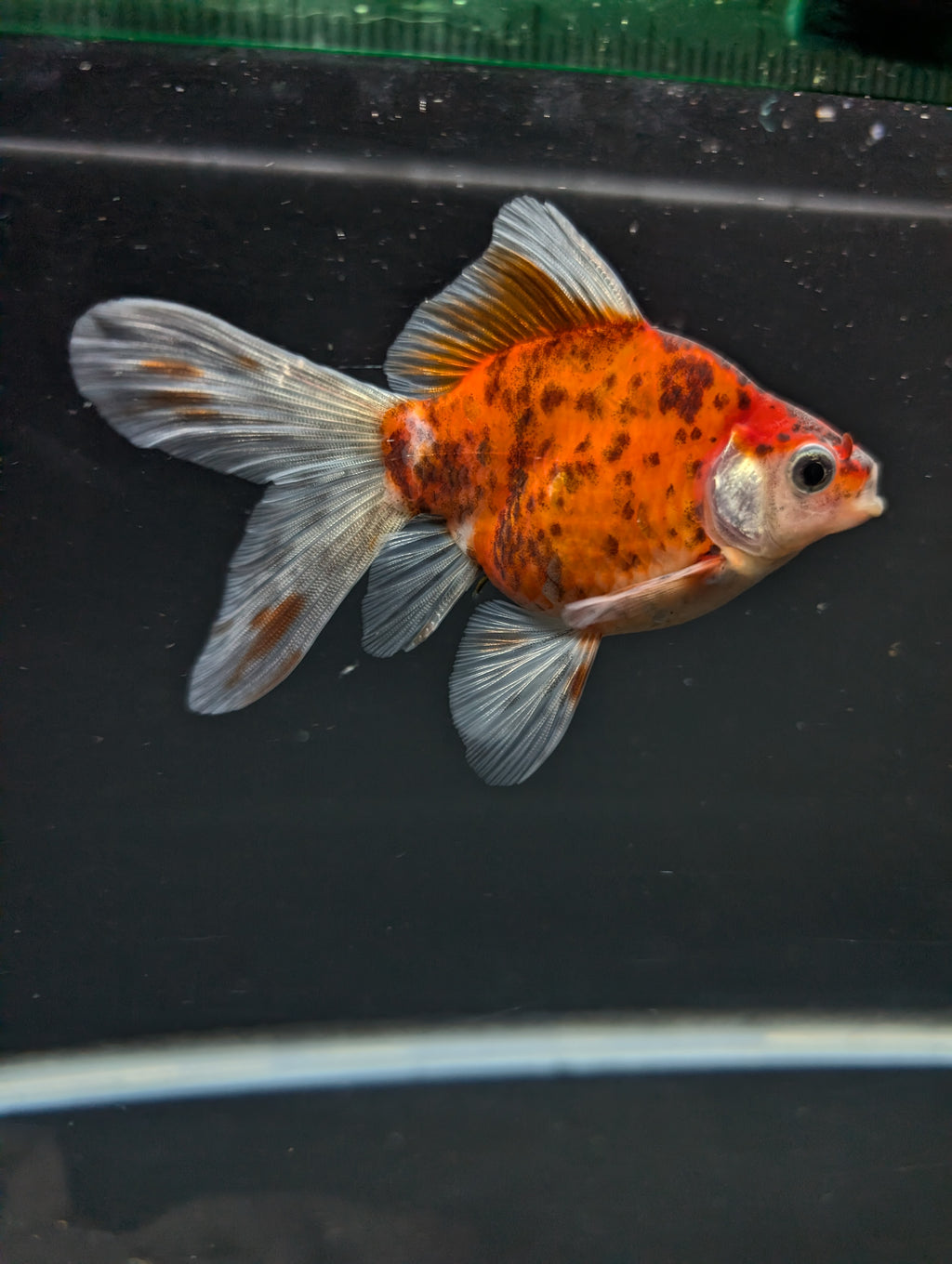 Tamasaba Calico 3"-3.5" in. ID#1009TM1B-010