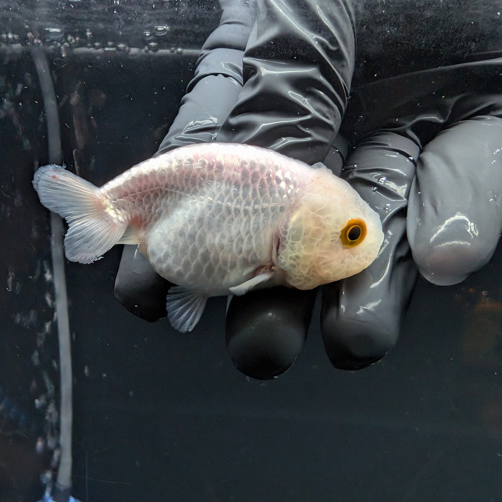 Baby Ranchu Red White 2.5"-3" in. ID#515R4A-011