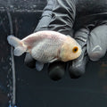 Baby Ranchu Red White 2.5"-3" in. ID#515R4A-011