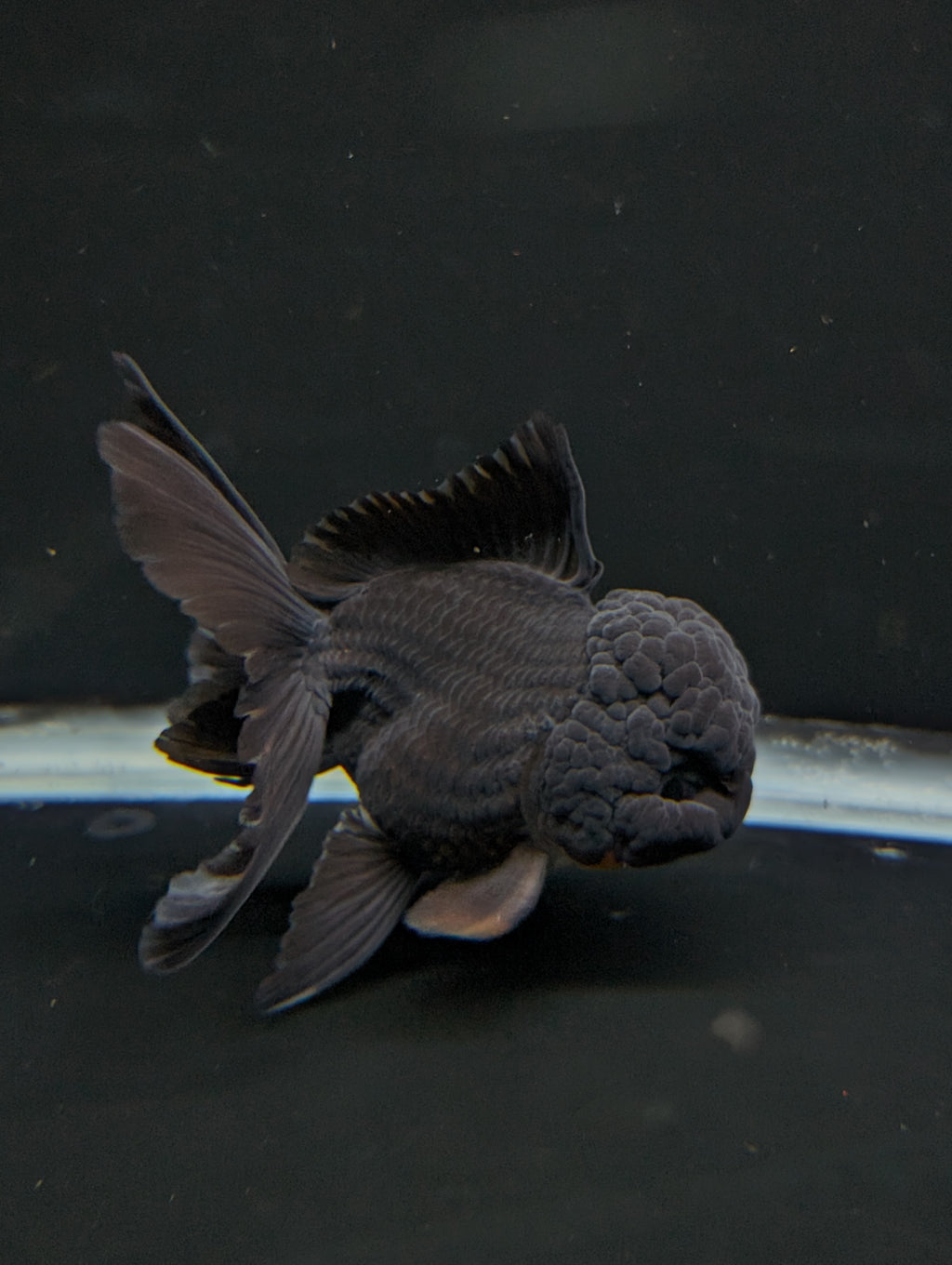 Thai Oranda Godzilla Black 3.5"-4"in.  ID#1023T1A-028
