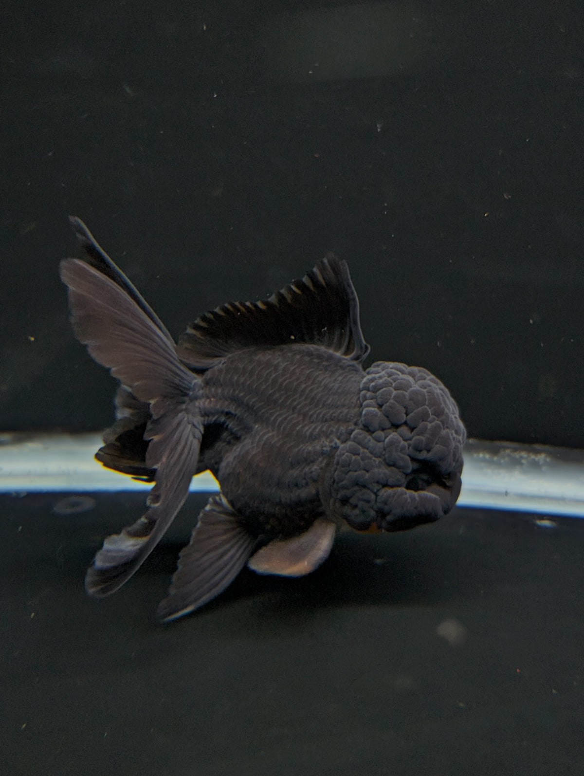 Thai Oranda Godzilla Black 3.5"-4"in.  ID#1023T1A-028