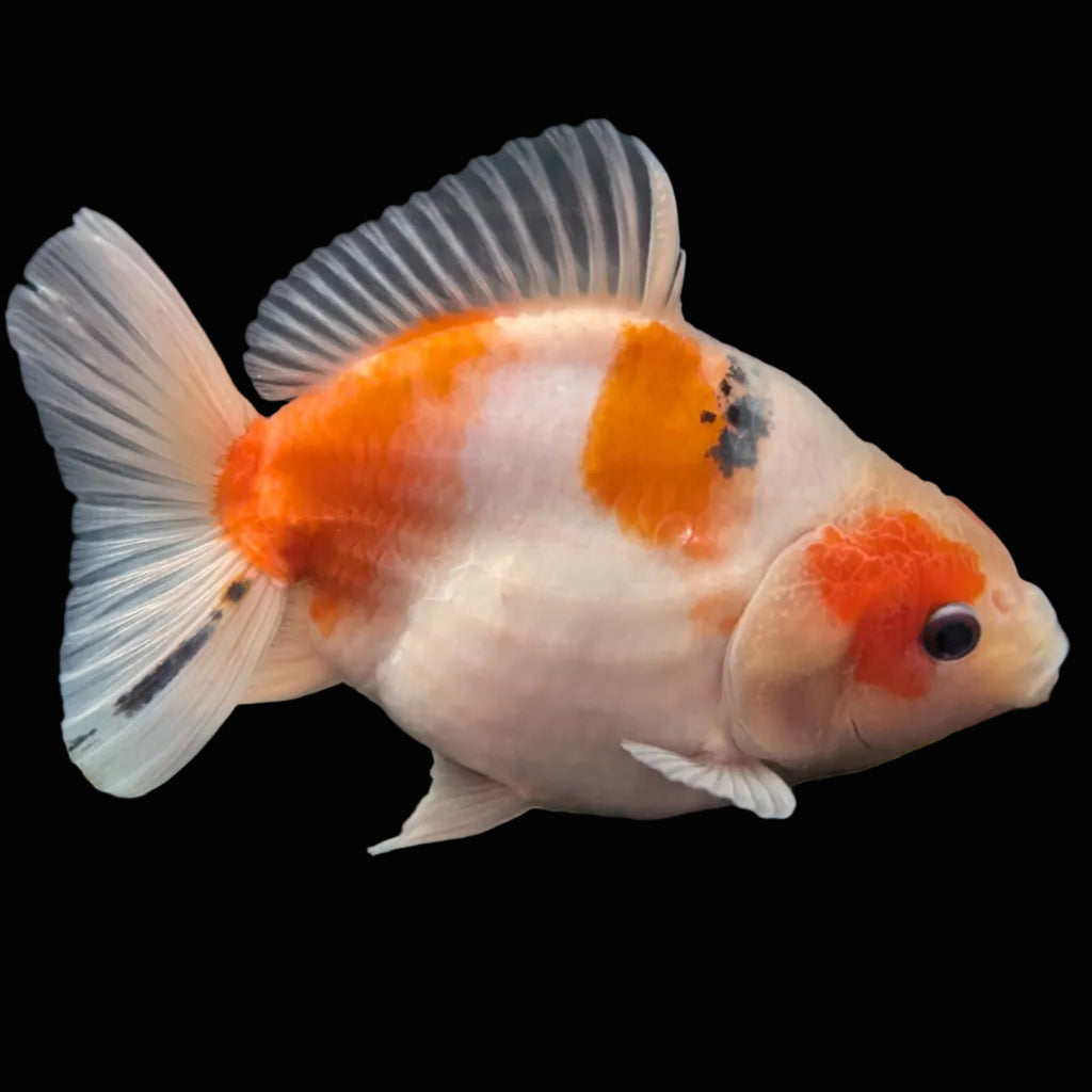 Jumbo Oranda Yuan Bao Sakura   4"-4.5"in. ID#807SB13A-003