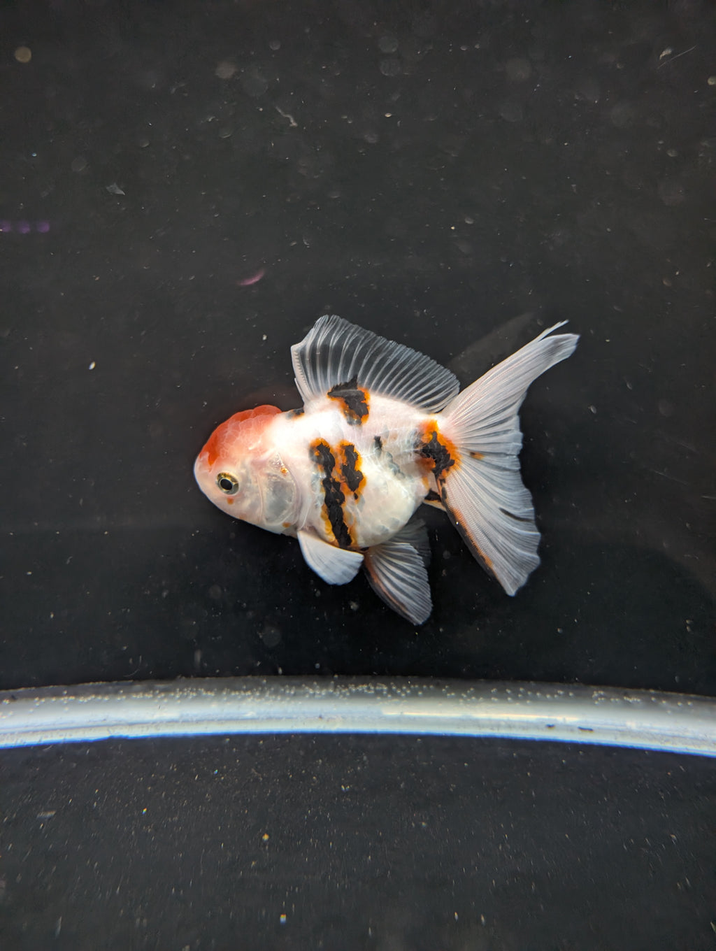 Thai Oranda White Tiger Calico 4"-4.5"in.  ID#1016T1A-002