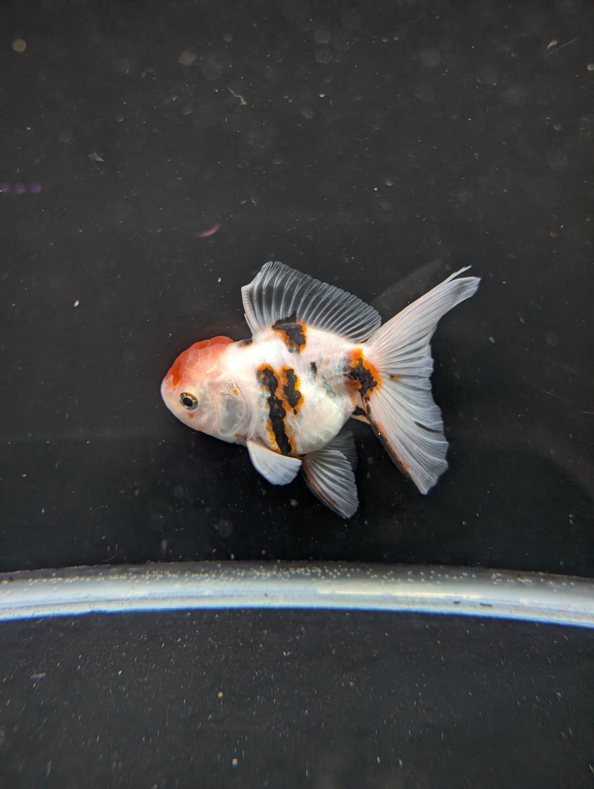 Thai Oranda White Tiger Calico 4"-4.5"in.  ID#1016T1A-002