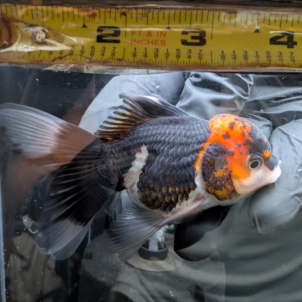 Juvenile Oranda Tricolor 3.5"-4" in.  ID#424T1A-002