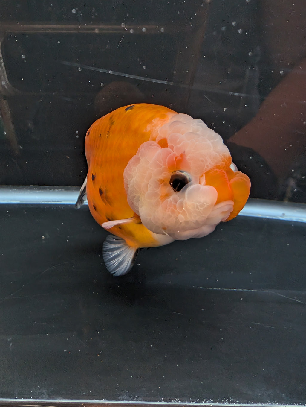 Jumbo Ranchu Sakura Calico 4.5"-5" in. ID#814R8A-022