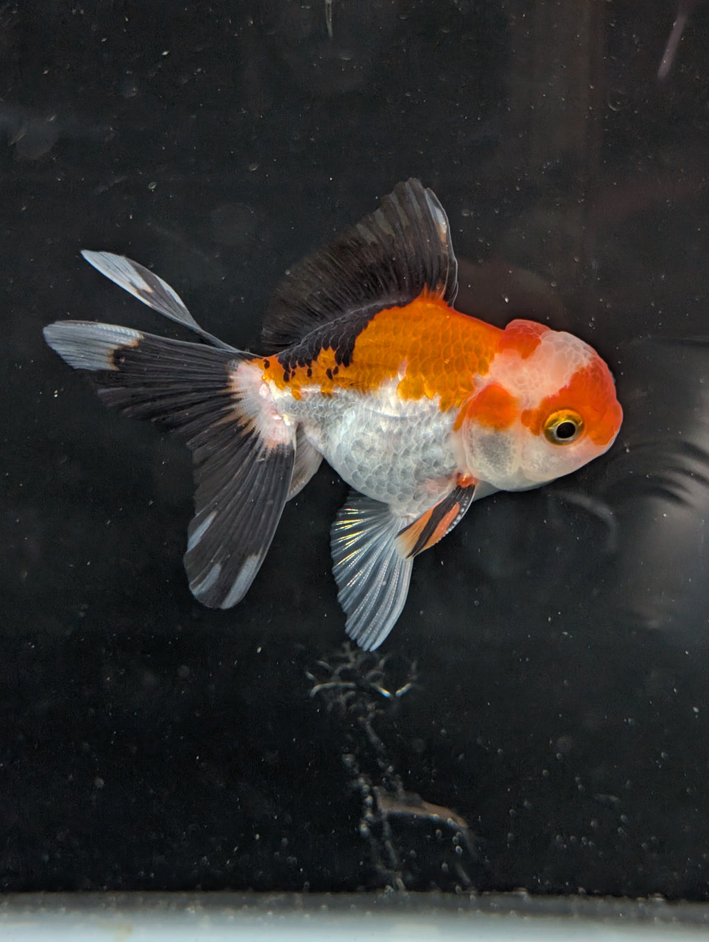 Juvenile Oranda Tricolor 3.5"-4" in.  ID#410T8A-018
