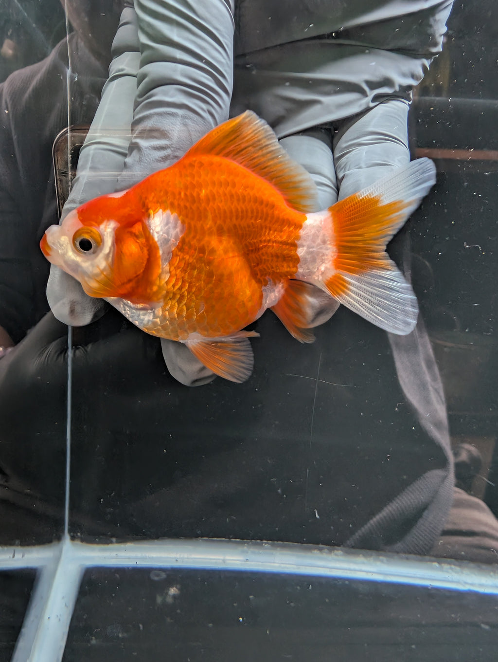 Tamasaba Red White 3.5"in. ID#1023TM1B-034