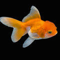 Thai Juvenile Oranda Red White 3"-3.5" in.  ID#724T1A-028
