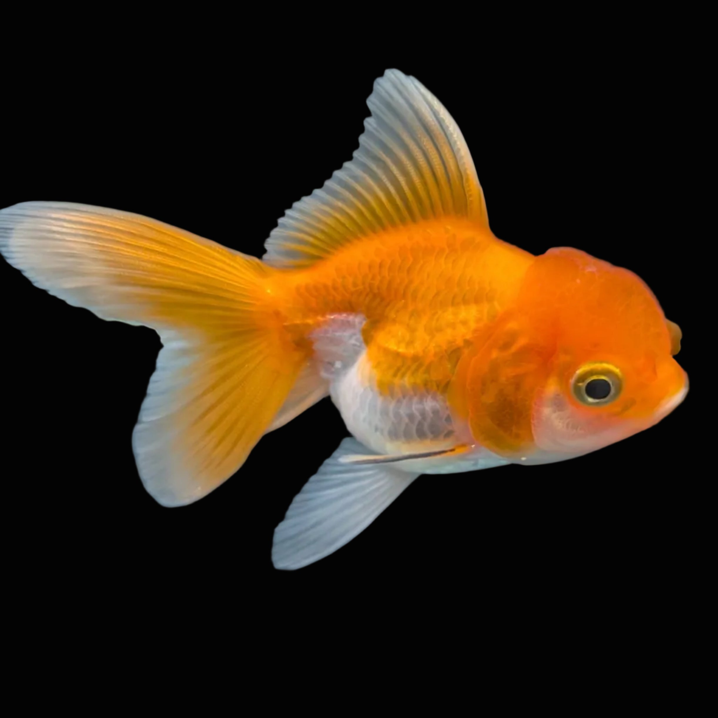 Thai Juvenile Oranda Red White 3"-3.5" in.  ID#724T1A-028