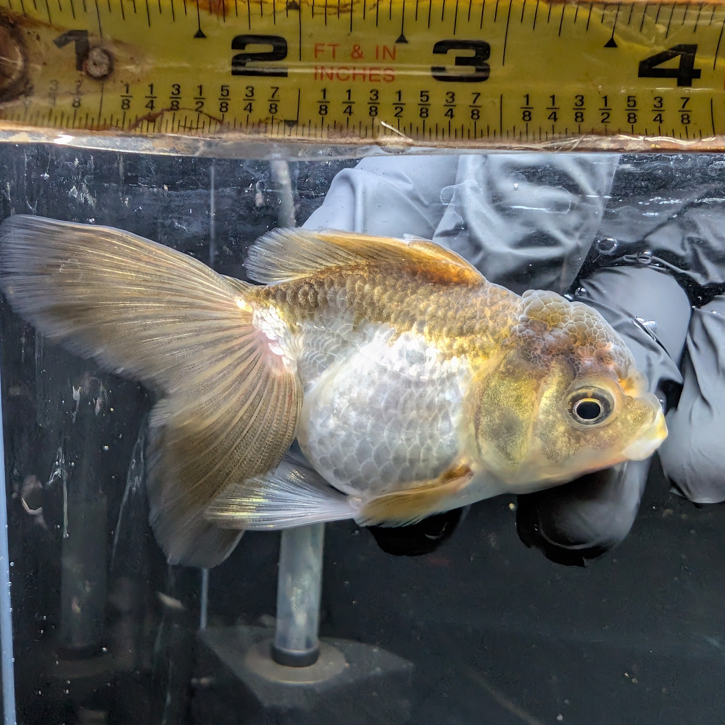 Juvenile Oranda Tricolor 3.5"-4" in.  ID#417T7A-013