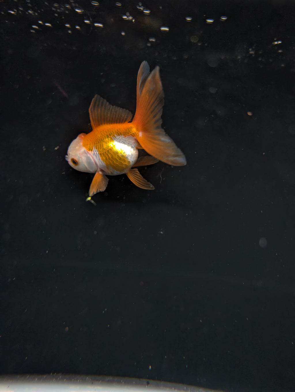 Juvenile Oranda  Red White 3"-3.5"in.  ID#619T1A-016