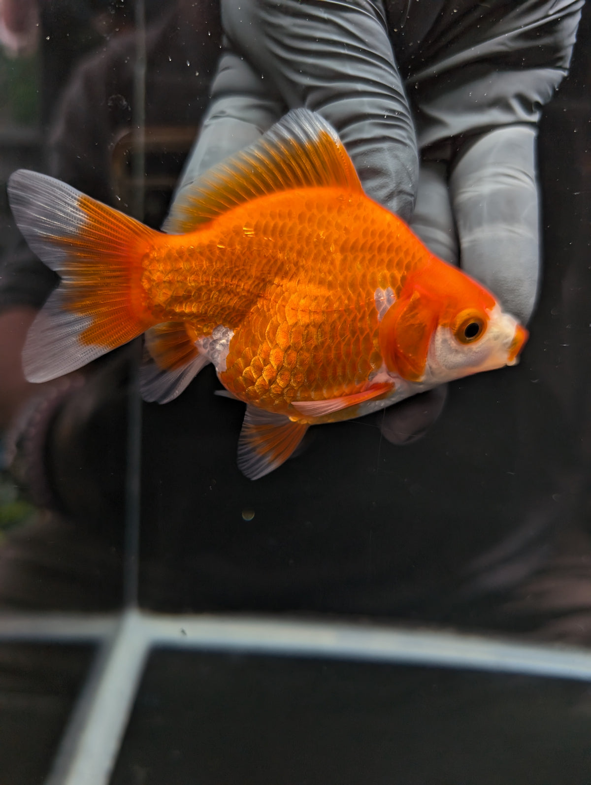 Tamasaba Kuchibeni Red White 3.5"in. ID#1023TM1B-026