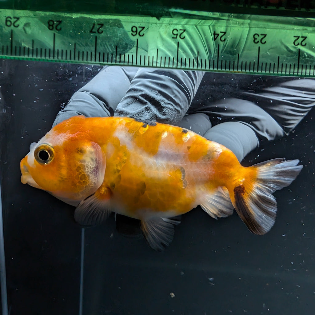 Ranchu Calico 2.5"-3" in. ID#724R4A-031
