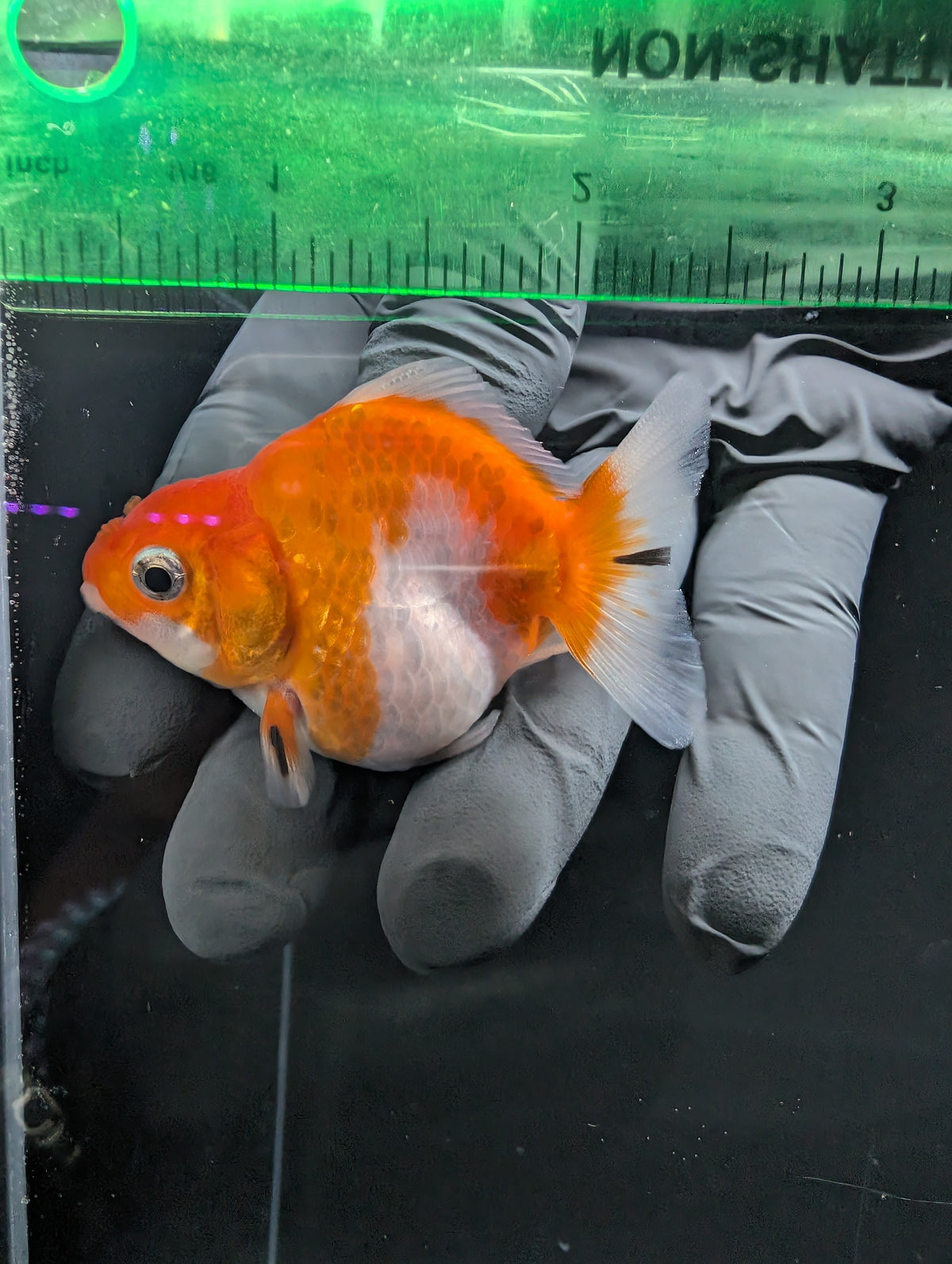 Baby Thai Shogun Oranda Red White 2"-2.5" in. ID#1016BSG11A-006