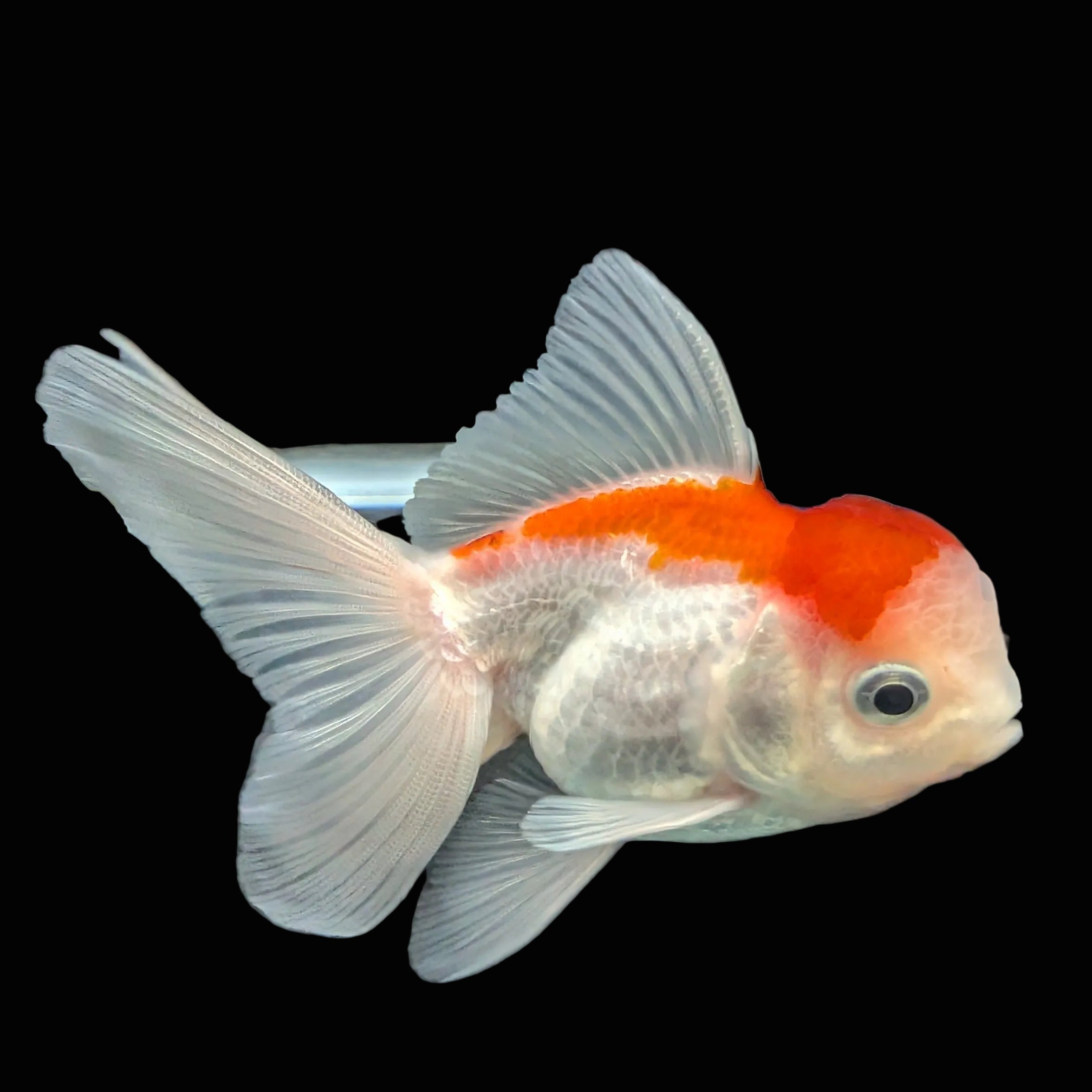 Juvenile Oranda Tricolor 3.5"-4" in.  ID#417T7A-001