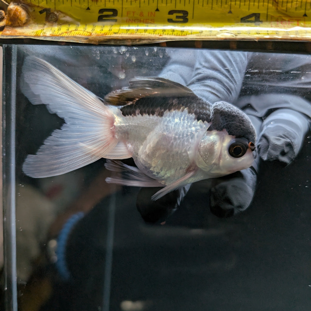 Juvenile Oranda Panda 3.5"-4" in.  ID#508T2A-030