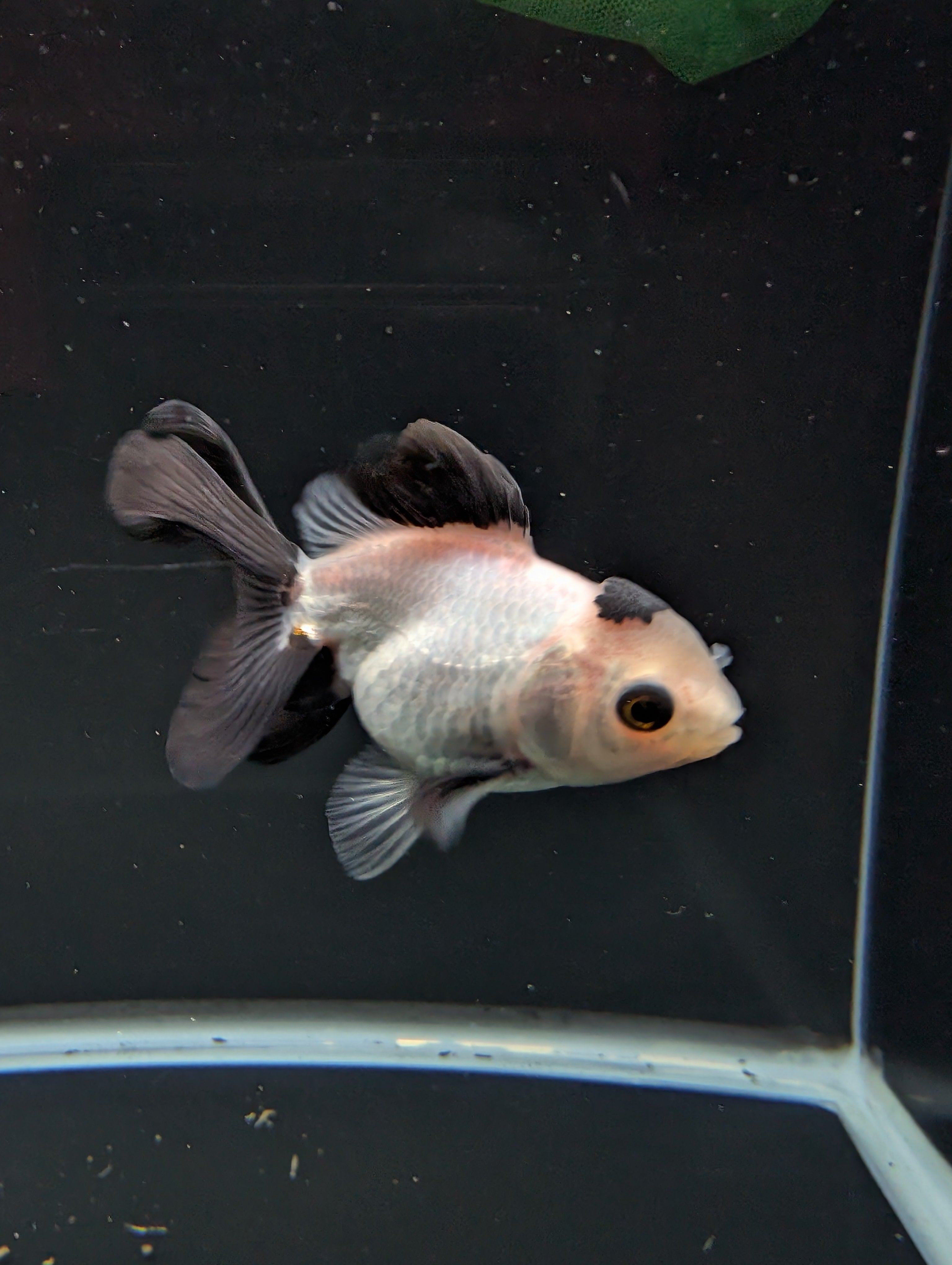 Juvenile Oranda Panda  3.5"-4" in.  ID#501T2A-013
