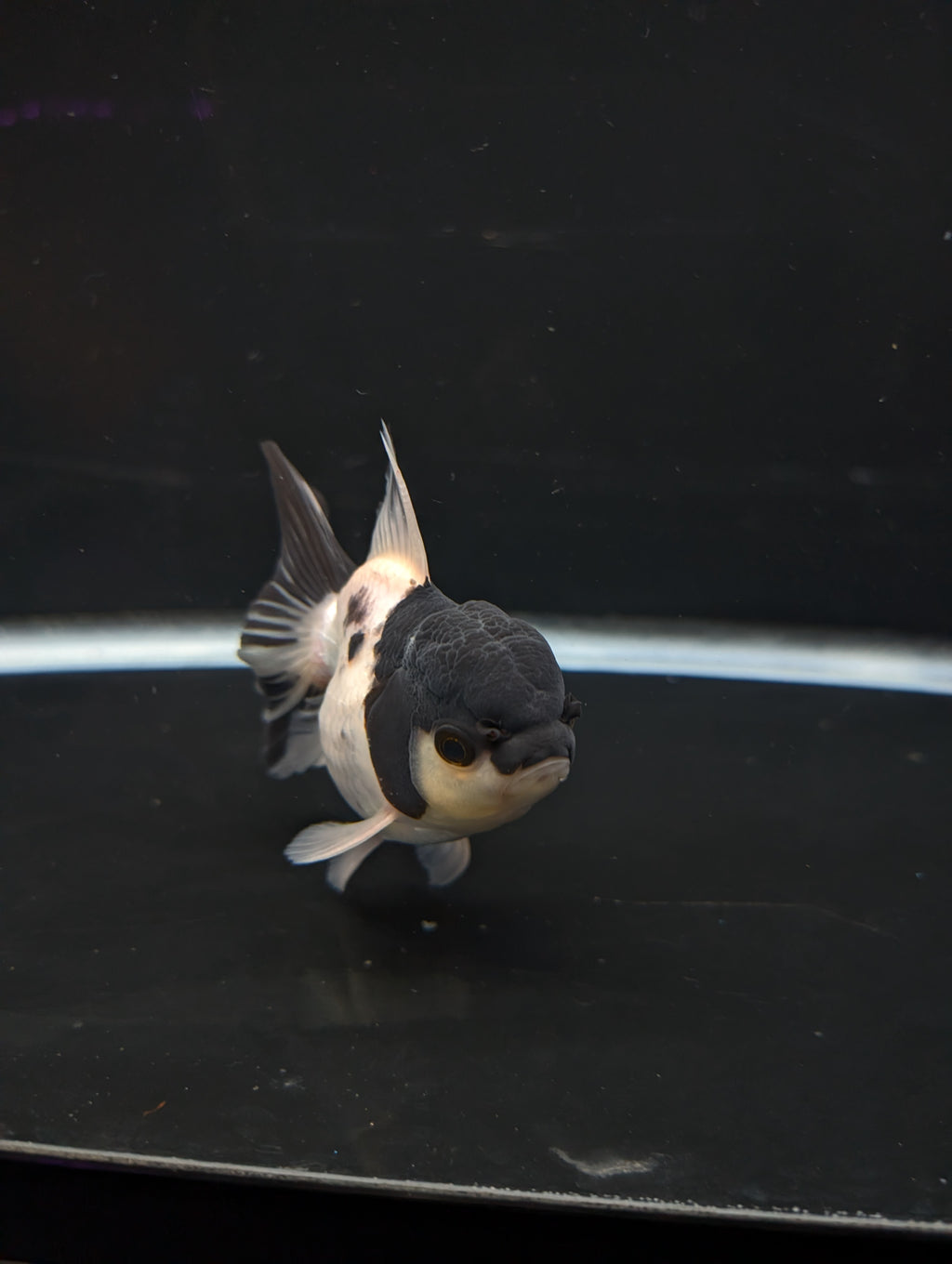 Thai Oranda Panda 4"-4.5"in.  ID#1023T1A-022