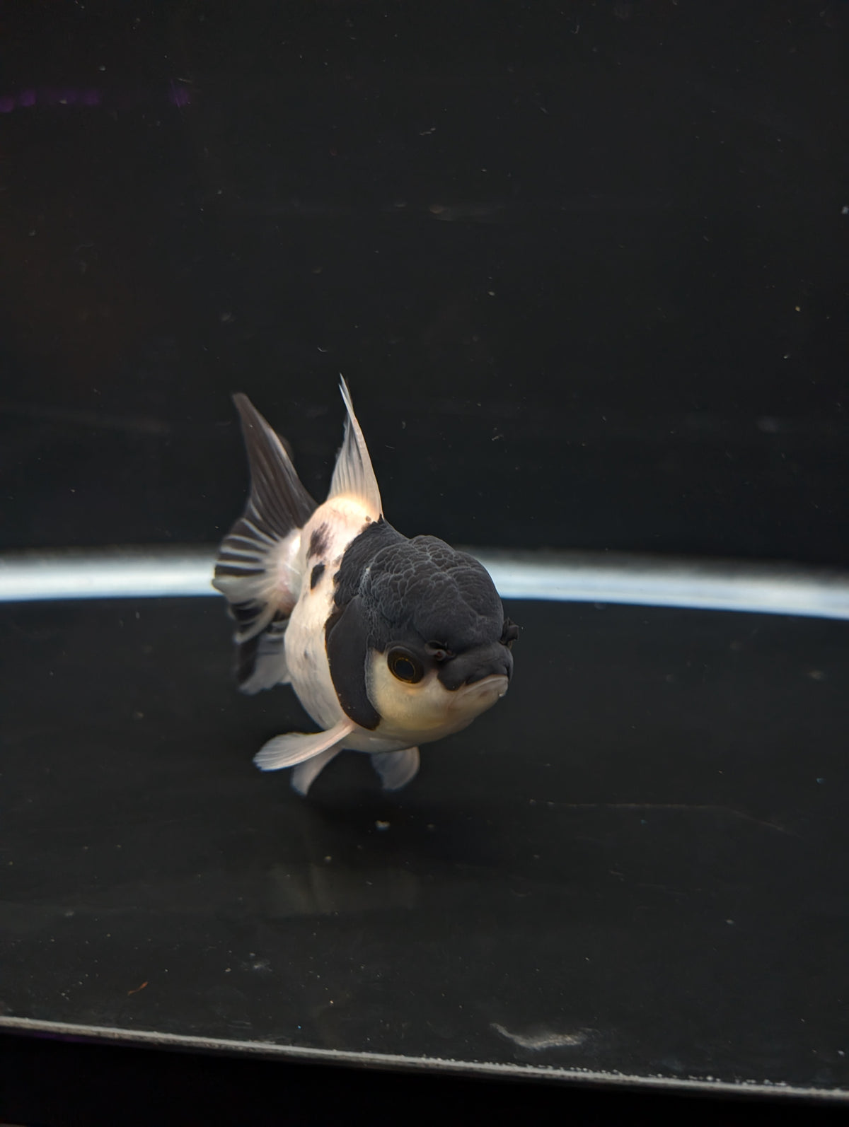 Thai Oranda Panda 4"-4.5"in.  ID#1023T1A-022
