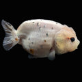 Jumbo Ranchu Calico 3.5"- 4" in. ID#710R8A-024