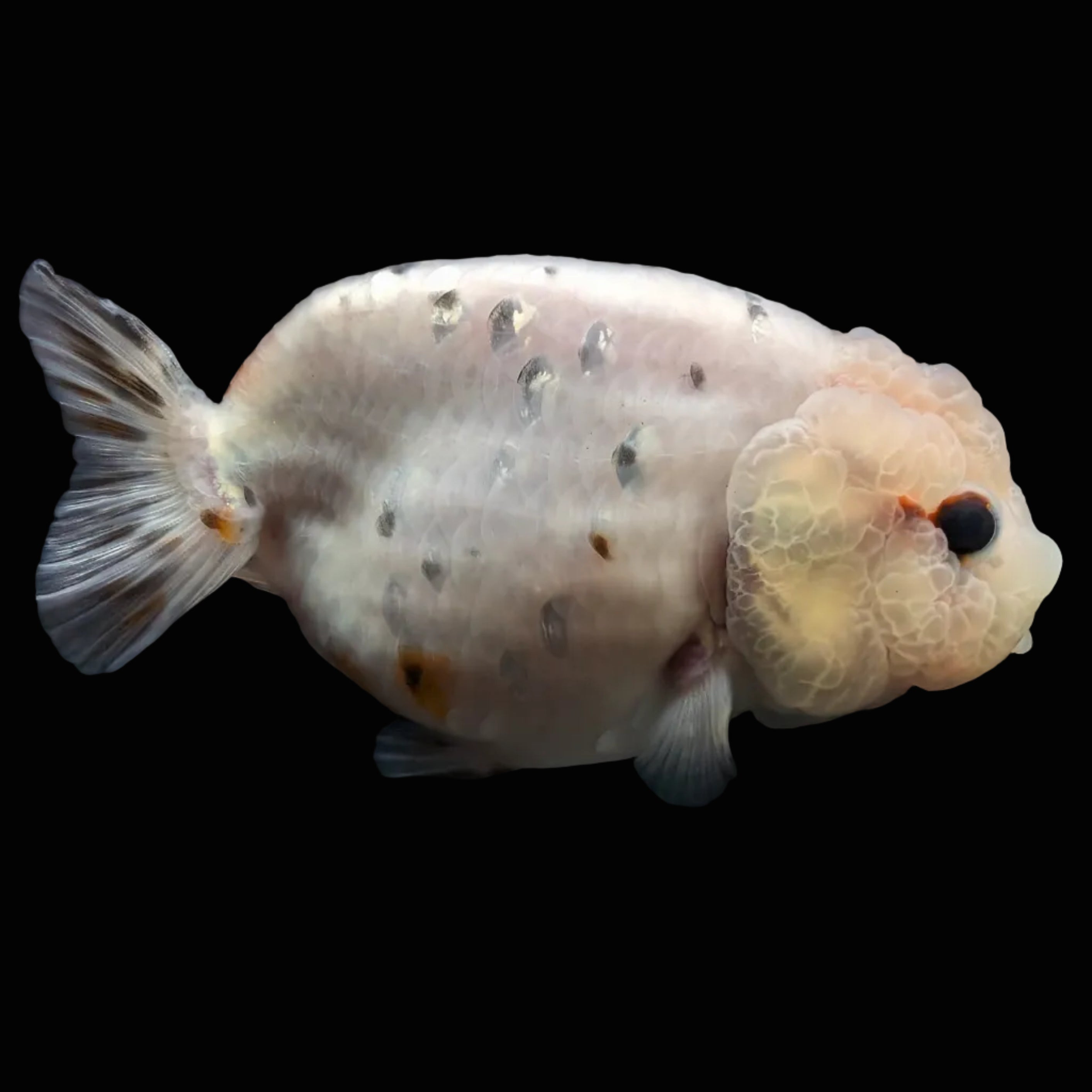 Jumbo Ranchu Calico 3.5"- 4" in. ID#710R8A-024