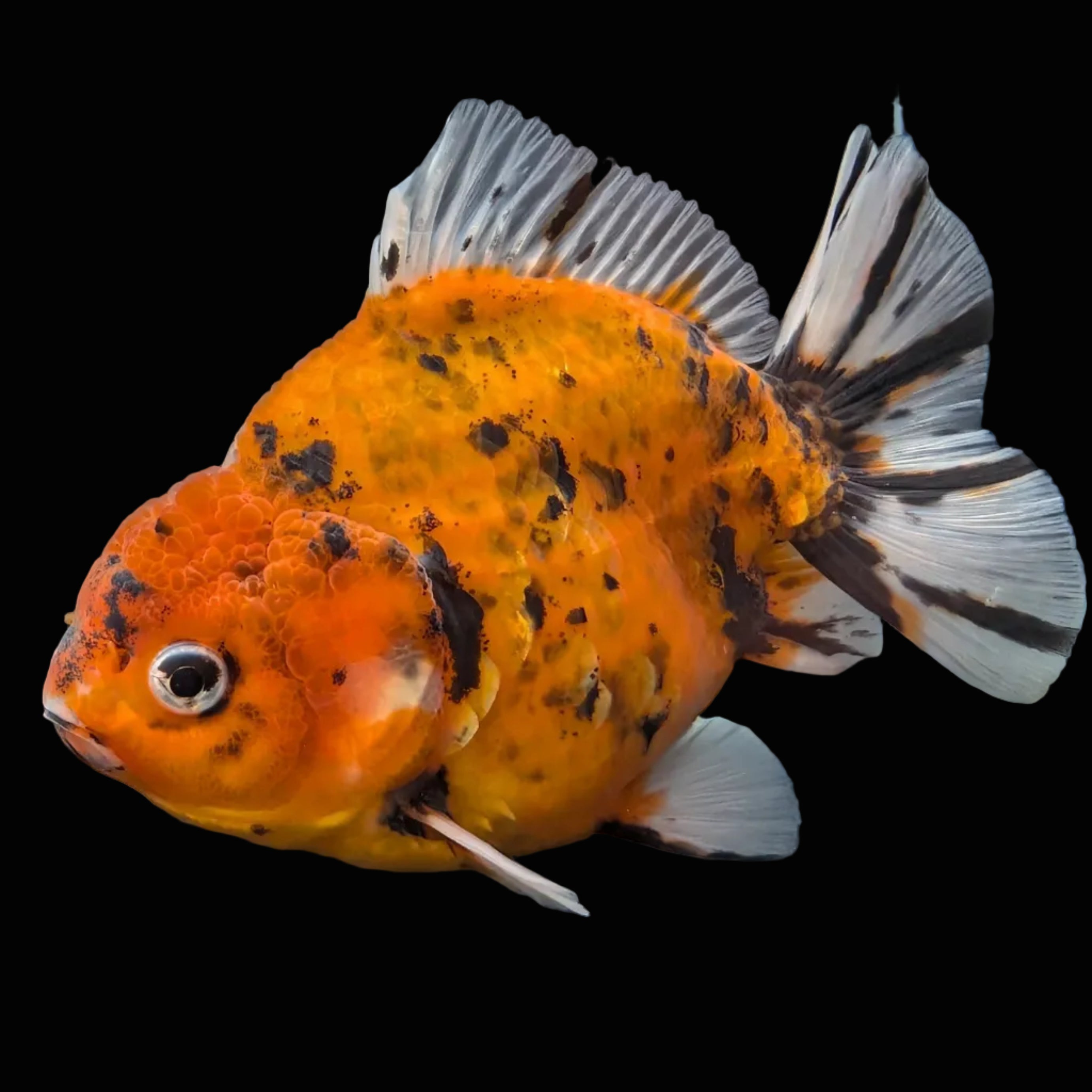 Jumbo Oranda Yuan Bao Calico   4"-4.5"in. ID#807SB13A-001