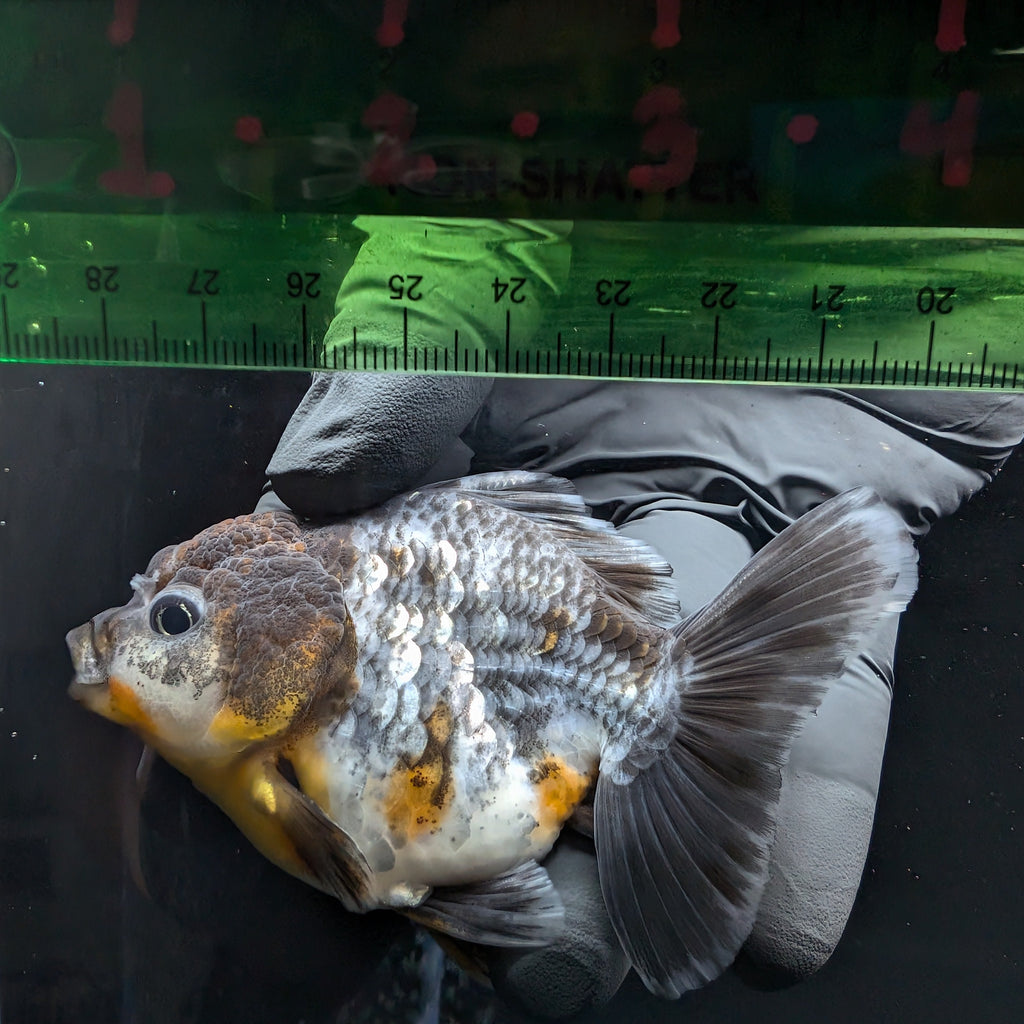 Thai Oranda Shogun Kirin Calico 4" in. ID#626SG7A-001
