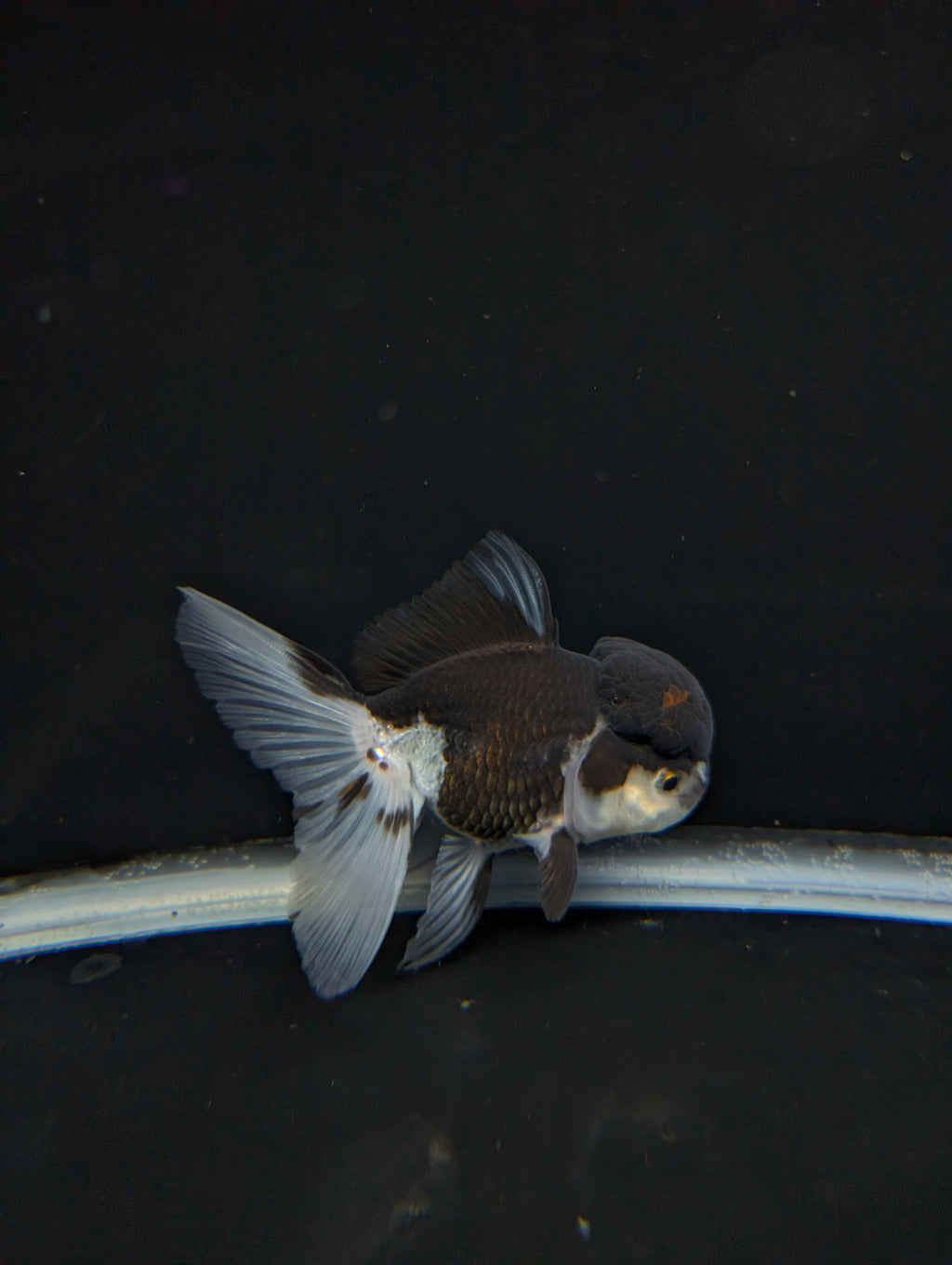 Thai Oranda Panda 4"-4.5"in.  ID#1023T1A-024