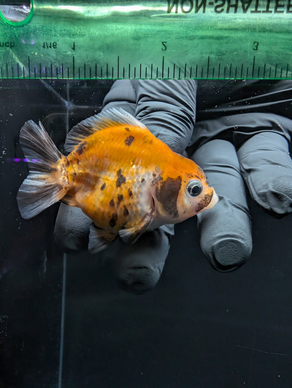 Baby Thai Shogun Oranda Calico 2"-2.5" in. ID#1016BSG11A-007