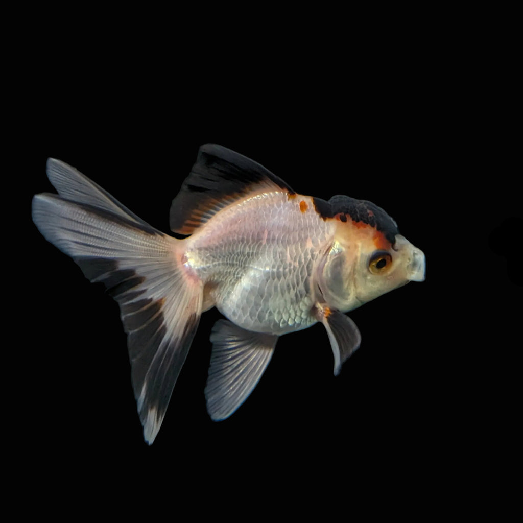 Thai Juvenile Oranda Tricolor 3"-3.5" in.  ID#717T1A-004