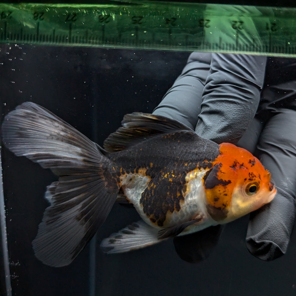 Thai Juvenile Oranda Tricolor 3.5"-4"in.  ID#724T1A-021