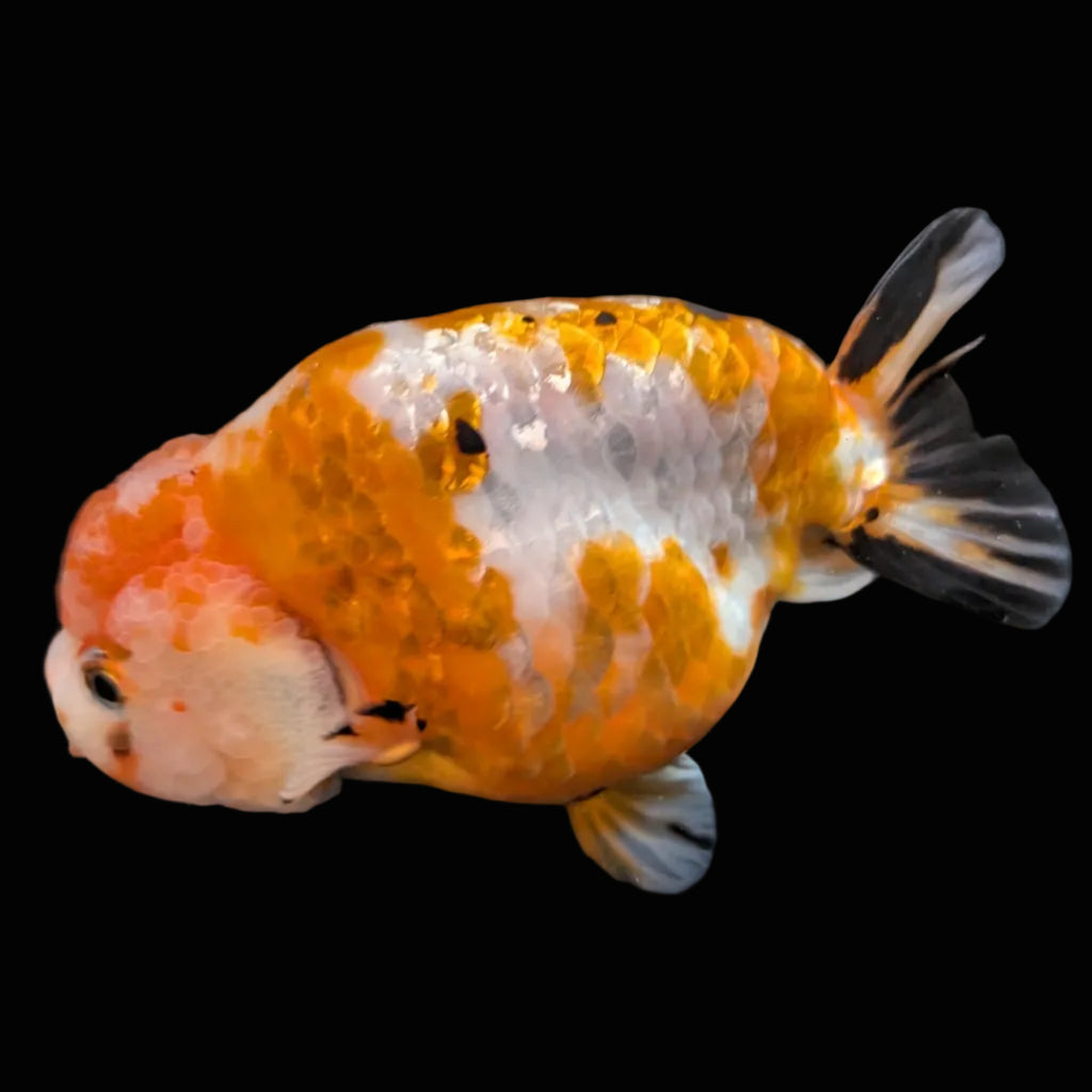 Jumbo Ranchu Sakura Calico 4.5"-5" in. ID#814R8A-026