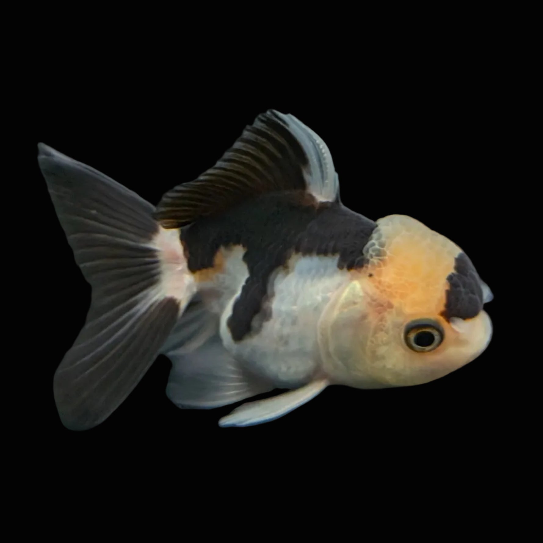 Juvenile Thai Oranda Panda 3"in.  ID#814T1A-008
