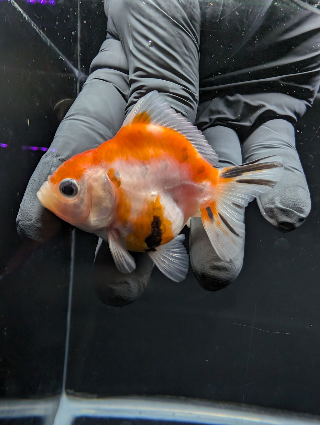 Baby Thai Shogun Oranda Tricolor 2"-2.5" in. ID#1016BSG11A-010