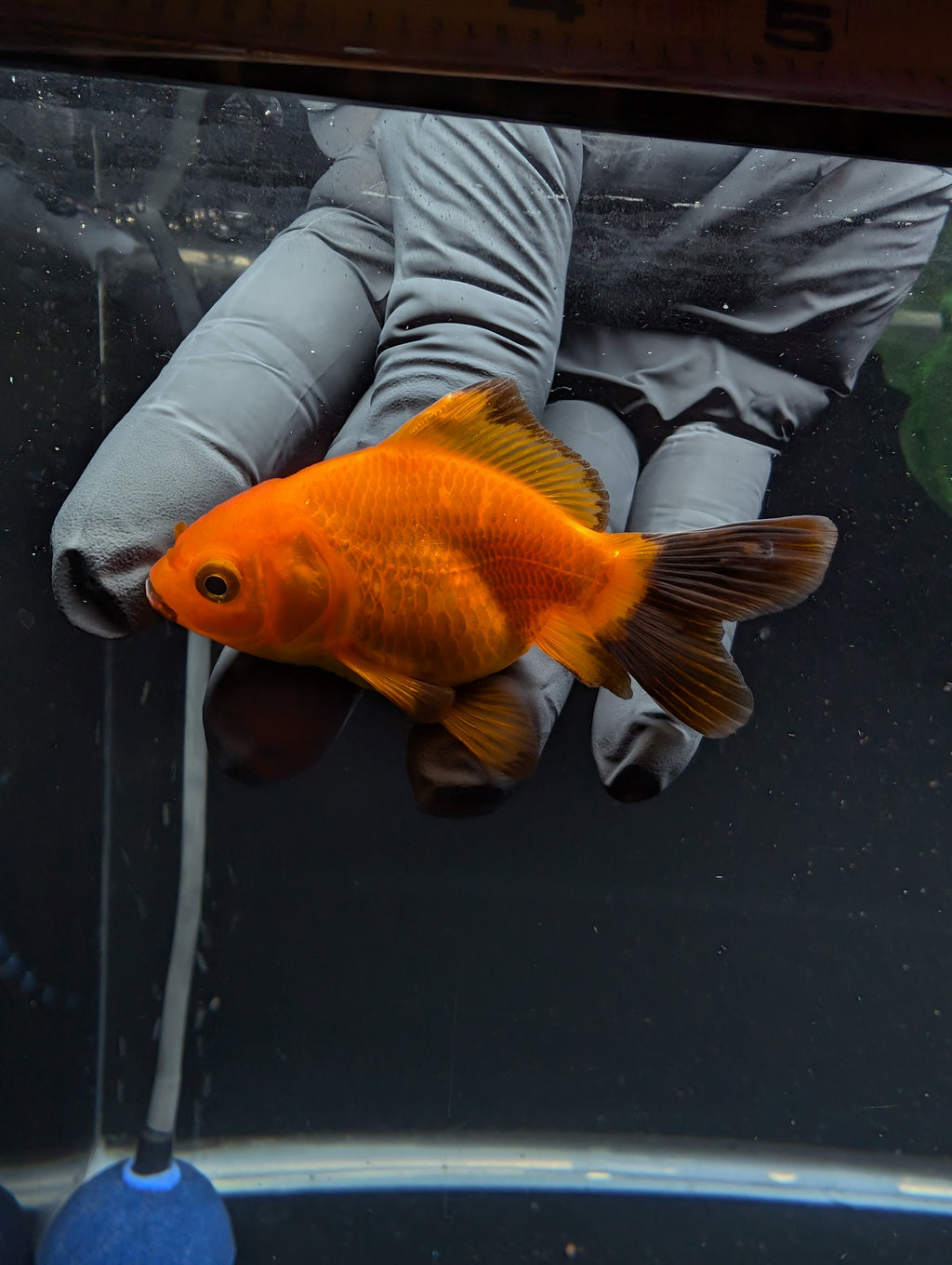 Juvenile Oranda Red Black 3"-3.5"in.  ID#529T1A-058