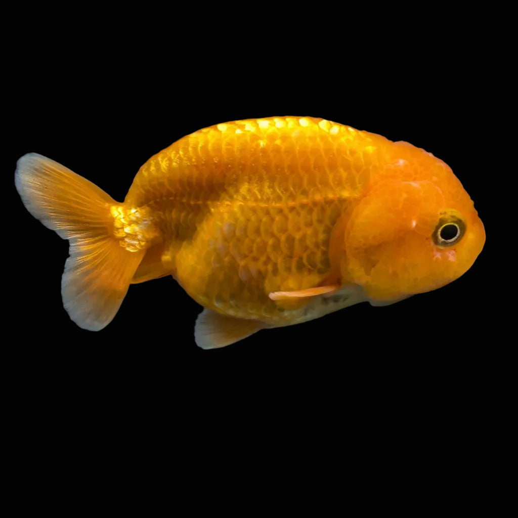 Ranchu Red White 3"-3.5" in. ID#501R13A-021
