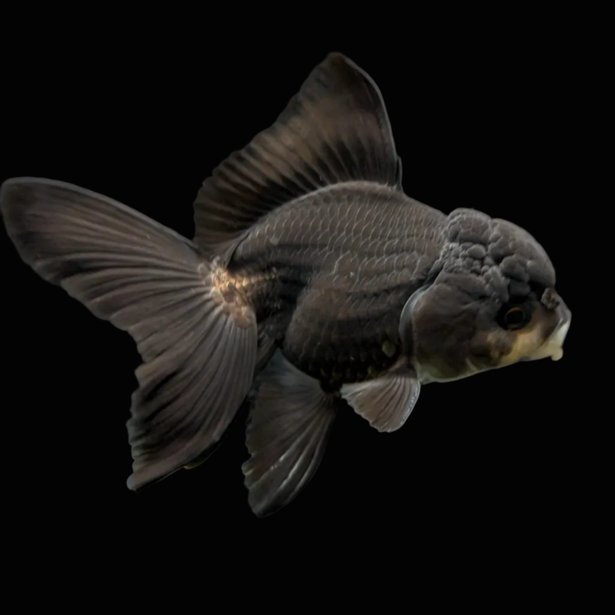 Thai Juvenile Oranda Panda Black 3"-3.5" in.  ID#724T1A-030