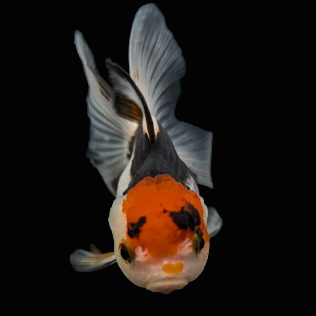 Thai Juvenile Oranda Tricolor 3"-3.5" in.  ID#626T1A-005