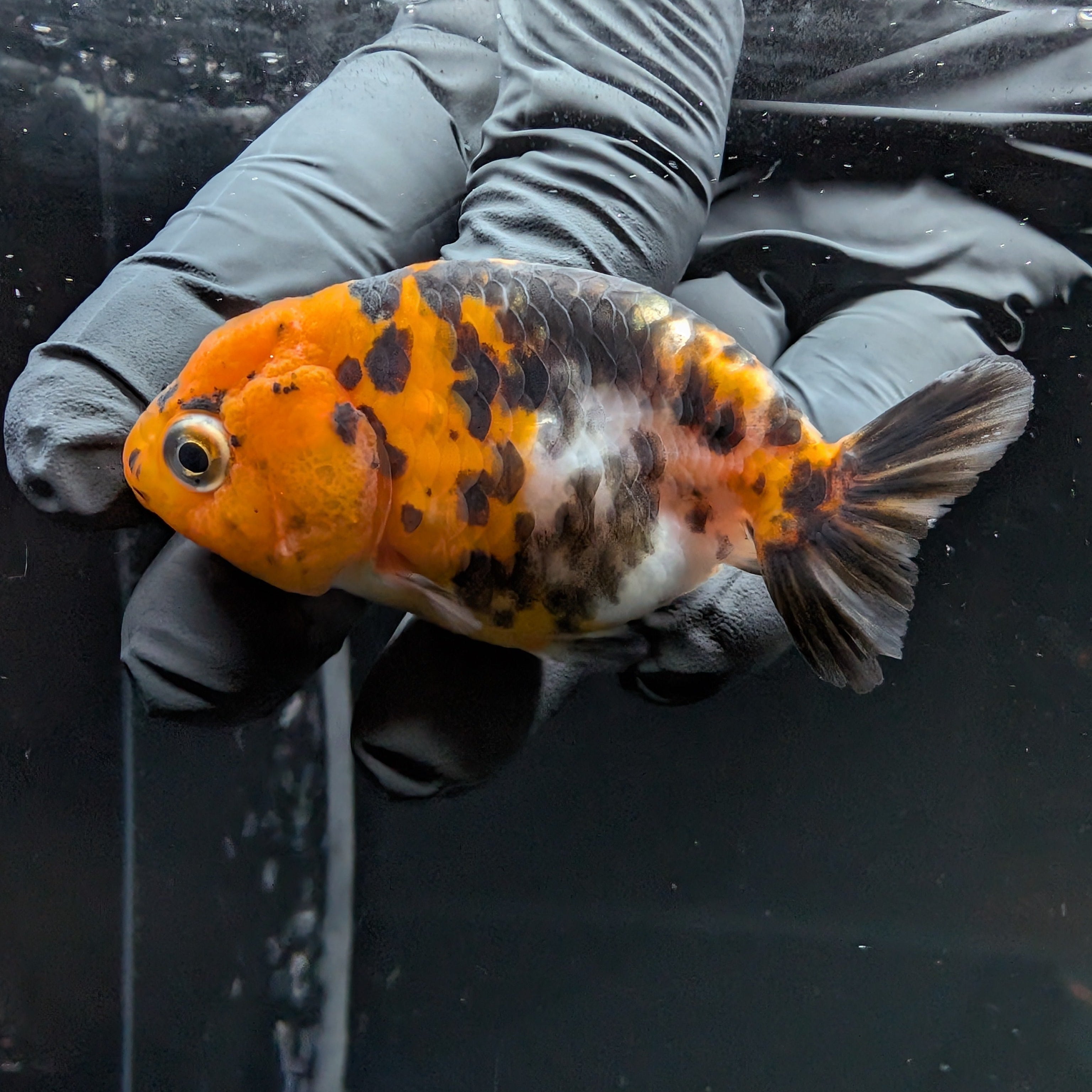 Ranchu Calico 3"-3.5" in. ID#515R4A-015
